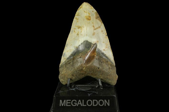 Fossil Megalodon Tooth - North Carolina #158209
